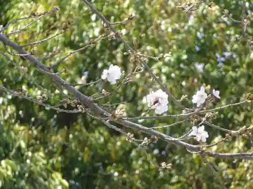 出雲大社相模分祠の自然