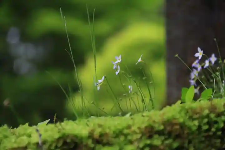 光明院稲荷社の自然