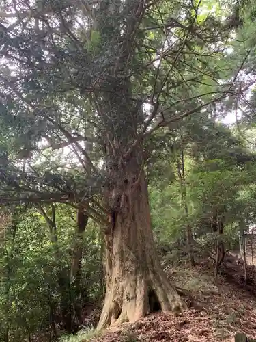 日吉神社の自然