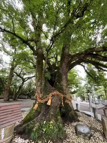 大麻比古神社(徳島県)