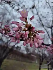 厚別神社(北海道)(2023年04月16日(日) 17時09分08秒投稿)