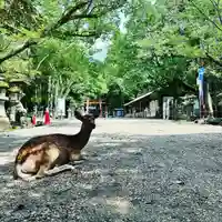 春日大社の動物