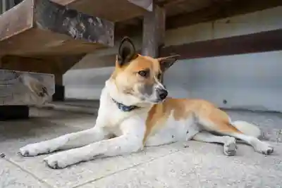 正法寺(山口県)