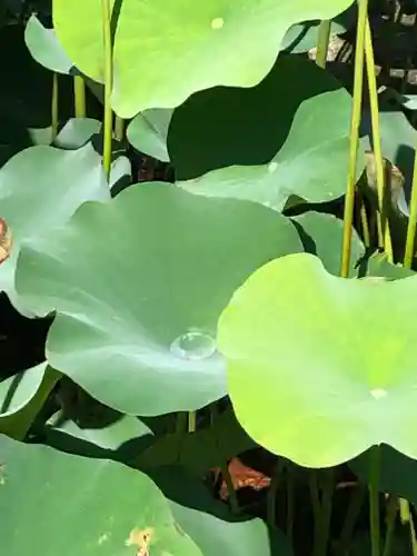 大國魂神社の自然