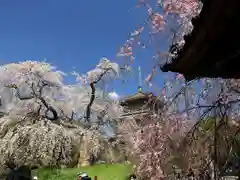 浄専寺の景色