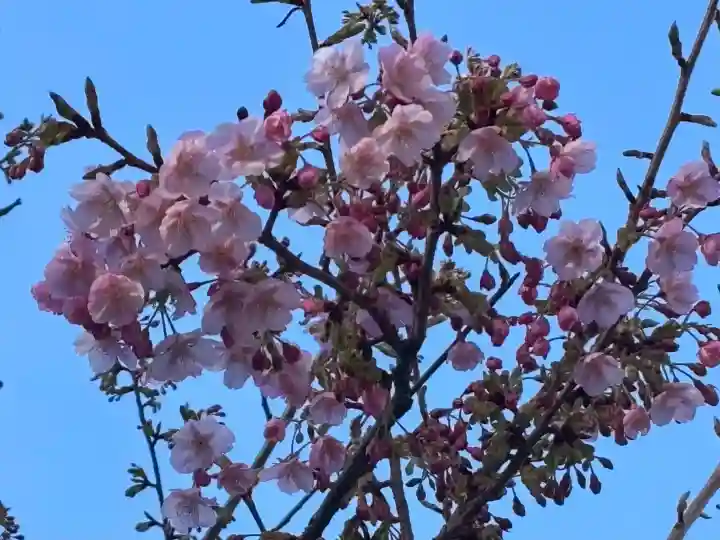 増上寺の{uncategorized: "未分類", other: "その他", undefined: "問題あり", building: "その他建物", grave: "お墓", sacred_gate: "鳥居", guardian: "狛犬", statue: "像", buddha: "仏像", history: "歴史", nature: "自然", garden: "庭園", animal: "動物", pagoda: "塔", temizu: "手水舎", mountain_gate: "山門・神門", sanctuary: "本殿・本堂", subordinate: "末社・摂社", art: "芸術", scenery: "景色", jizo: "地蔵", ema: "絵馬", goshuin: "御朱印", omikuji: "おみくじ", items: "授与品その他", amulet: "お守り", goshuincho: "御朱印帳", eats: "食事", festival: "お祭り", votive_dance: "神楽", shichigosan: "七五三参", wedding: "結婚式", experience: "体験その他", initially: "初詣", around: "周辺", anti_infection: "感染症対策"}