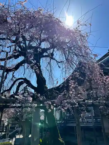 善龍寺(東京都)