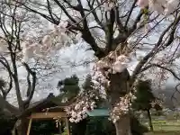 櫻井神社(新潟県)