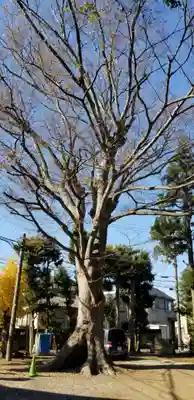 国府台天満宮の自然