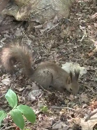神楽神社(北海道)