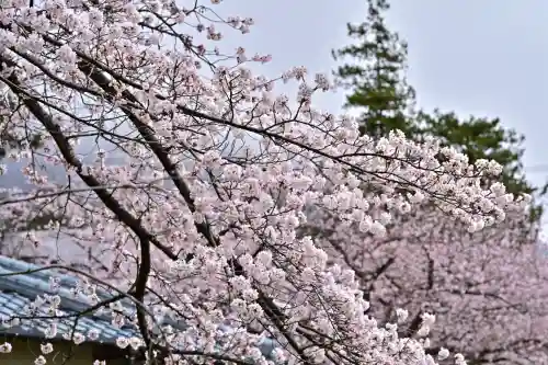 彌彦神社(新潟県)