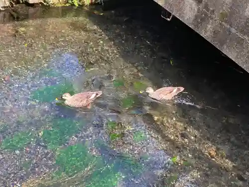 浅間神社(静岡県)