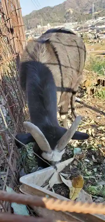 賀茂別雷神社の動物