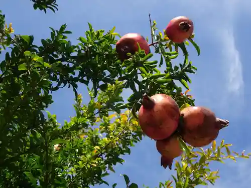 伊勢原 法泉寺の自然