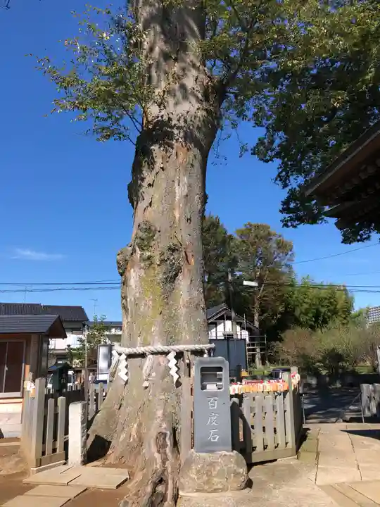 守谷総鎮守 八坂神社の自然