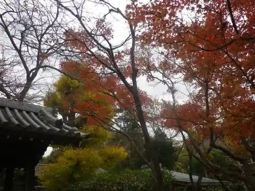 浄光明寺の自然