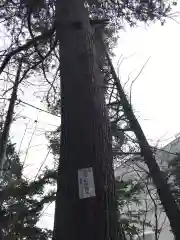 白石神社の自然