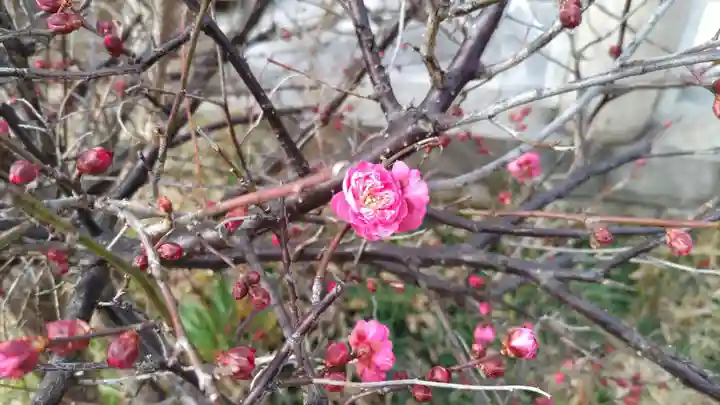 住吉神社の自然