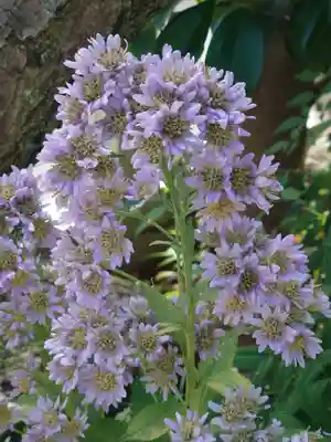 宮地天満宮(埼玉県)