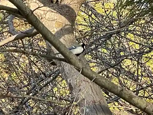 伊勢の国 四天王寺の動物