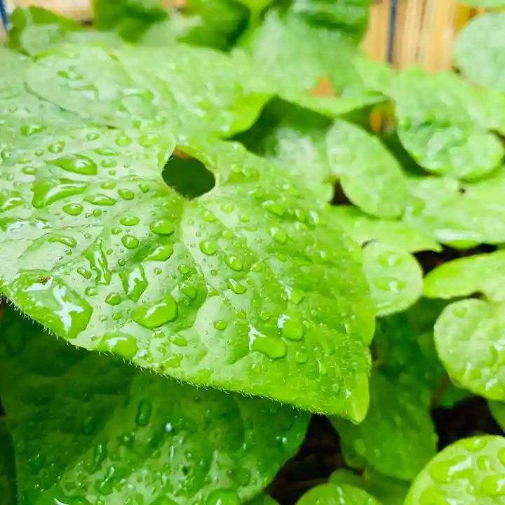 土津神社|こどもと出世の神さまの自然