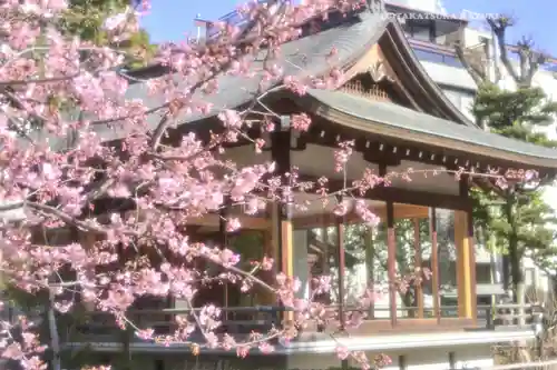 鳩森八幡神社の自然