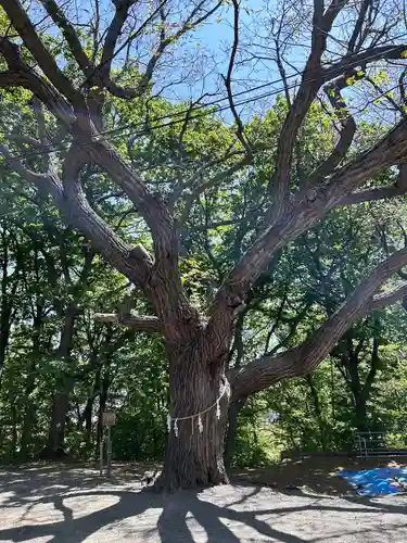 相馬神社の自然