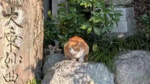石手寺の動物