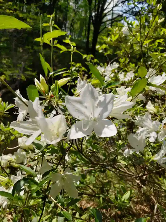 塩船観音寺の庭園