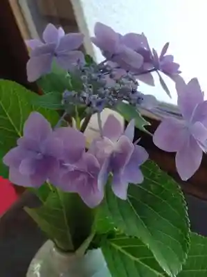 長壽寺（長寿寺）の自然