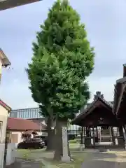 天神社（余坂天神社）の自然