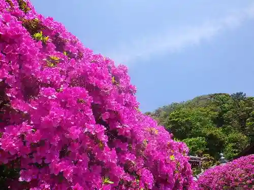 安養院　(田代寺）の自然