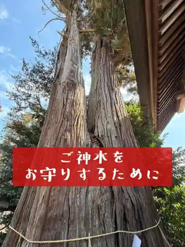 鹿嶋三嶋神社(茨城県)