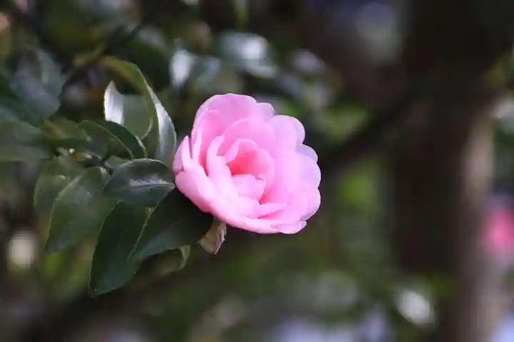 豊景神社の庭園