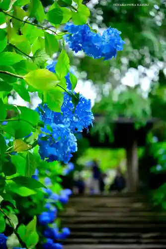 明月院(神奈川県)