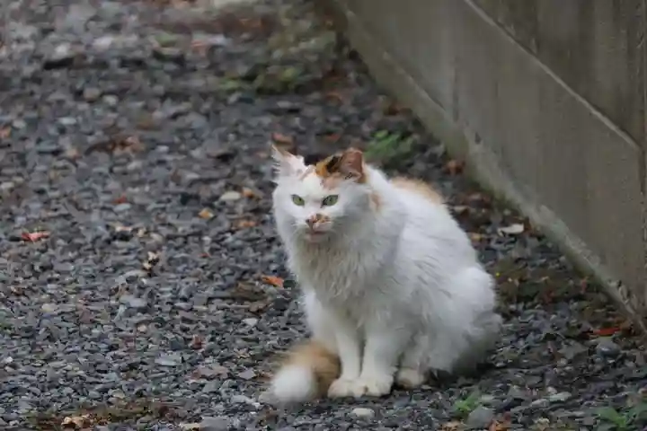 阿邪訶根神社の動物