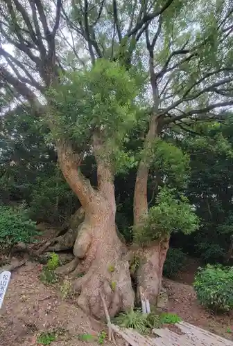 弓敷天満宮(愛媛県)