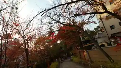 安井金比羅宮の周辺