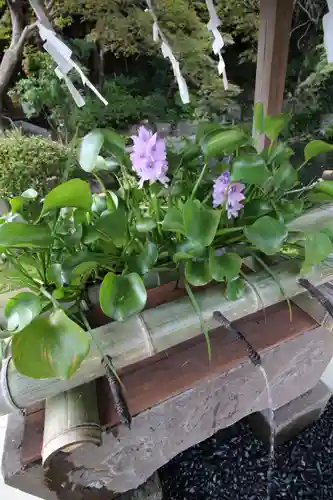 貫井神社の手水