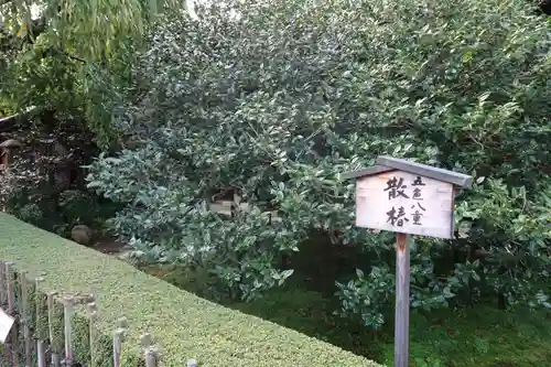 地蔵院（椿寺）の自然