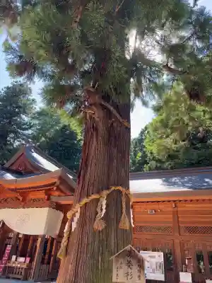 穂高神社本宮(長野県)