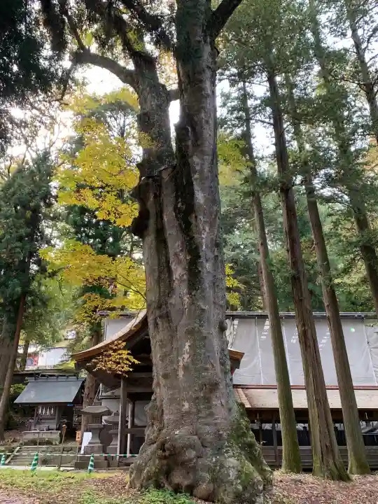 諏訪大社の{uncategorized: "未分類", other: "その他", undefined: "問題あり", building: "その他建物", grave: "お墓", sacred_gate: "鳥居", guardian: "狛犬", statue: "像", buddha: "仏像", history: "歴史", nature: "自然", garden: "庭園", animal: "動物", pagoda: "塔", temizu: "手水舎", mountain_gate: "山門・神門", sanctuary: "本殿・本堂", subordinate: "末社・摂社", art: "芸術", scenery: "景色", jizo: "地蔵", ema: "絵馬", goshuin: "御朱印", omikuji: "おみくじ", items: "授与品その他", amulet: "お守り", goshuincho: "御朱印帳", eats: "食事", festival: "お祭り", votive_dance: "神楽", shichigosan: "七五三参", wedding: "結婚式", experience: "体験その他", initially: "初詣", around: "周辺", anti_infection: "感染症対策"}