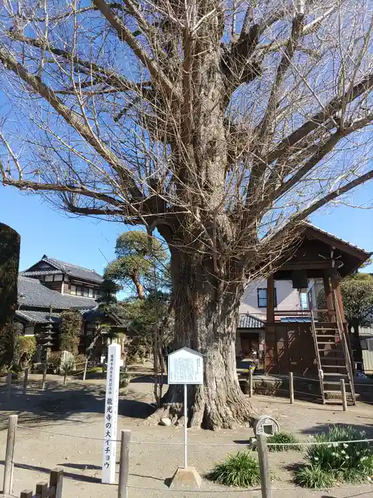 龍光寺(群馬県)