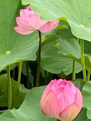 東寺（教王護国寺）の自然