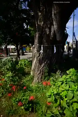 磐井神社(東京都)