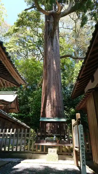 事任八幡宮の自然