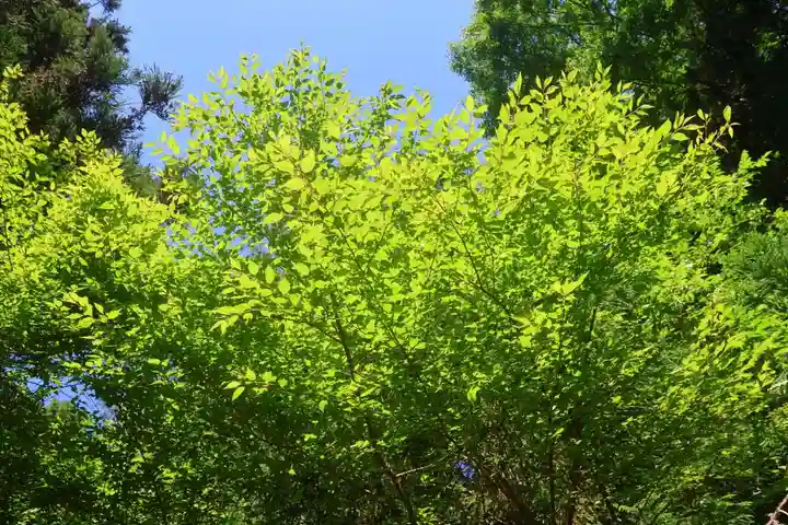 大六天麻王神社の自然
