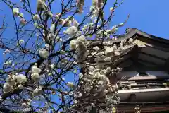 湯島天満宮の自然