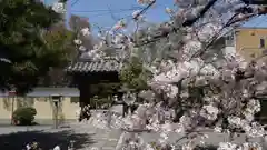 大報恩寺（千本釈迦堂）の山門