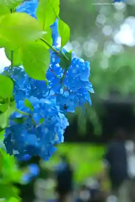 明月院(神奈川県)